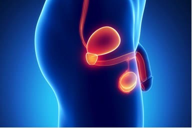 Ilustrație medicală a aparatului genital masculin, cu prostata evidențiată