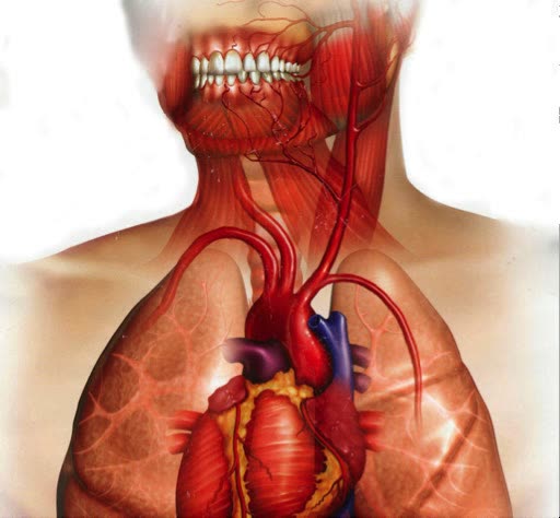 Ilustrație anatomică ce arată legătura dintre infecția din cavitatea orală și vasele de sânge care ajung la inimă și la plămâni