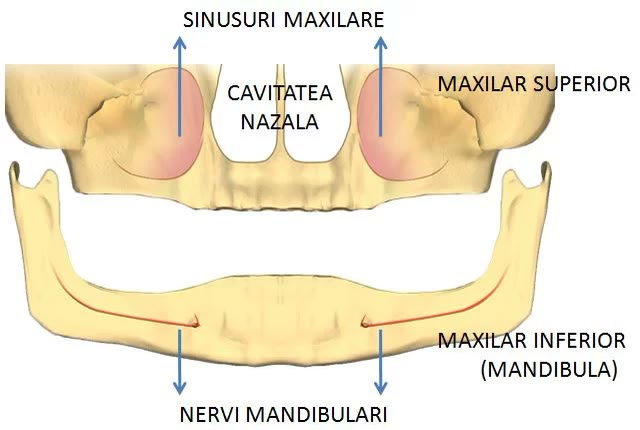 Schemă anatomică a maxilarelor edentate, cu sinusurile maxilare, cavitatea nazală și traseul nervilor mandibulari
