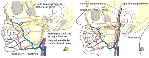Schemă anatomică a regiunii feței: traseul nervului facial, al arterei și venei faciale și al vaselor temporale superficiale, în vecinătatea zonei de lucru chirurgical