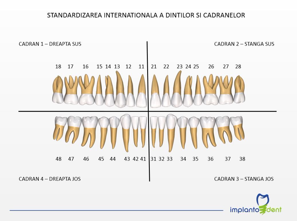 Schema standardizării internaționale a dinților și cadranelor, cu numerotarea molarilor de minte 18, 28, 38 și 48