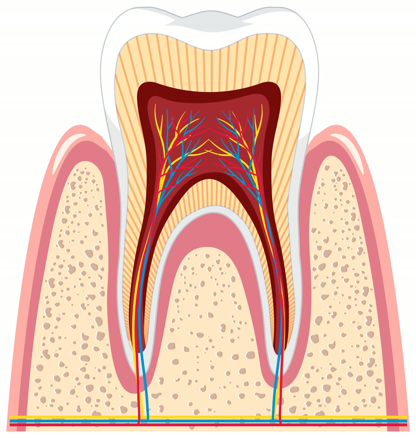 Secțiune anatomică printr-un molar: coroană, dentină, pulpă cu vase și nervi, rădăcini ancorate în osul maxilar